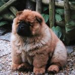 8 Wochen alter Chow Chow