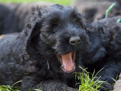 8 Wochen alter Schwarzer Russischer Terrier