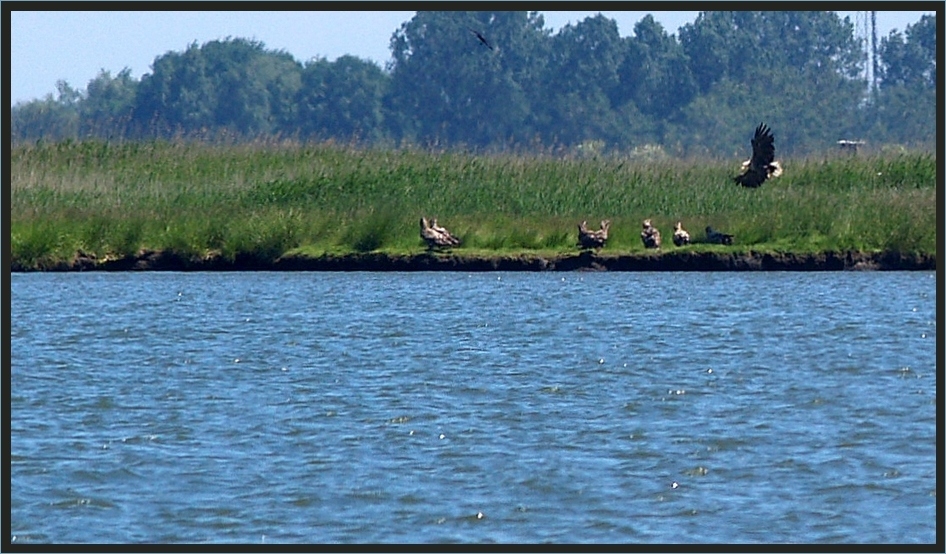 8 x heimische Seeadler ....