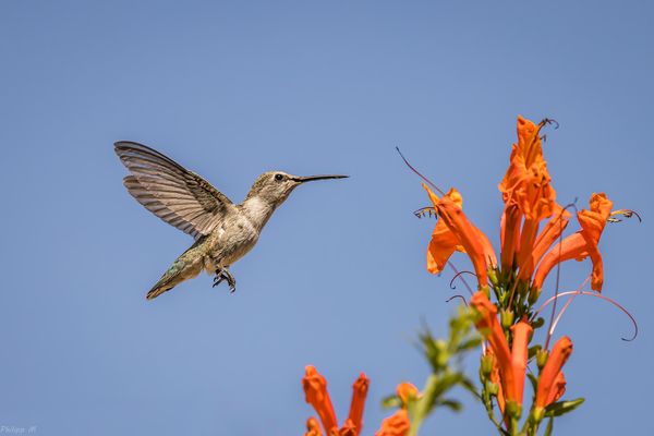80 Flügelschläge pro Sekunde…