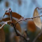 80 Jahre Ende der Leningrader Blockade