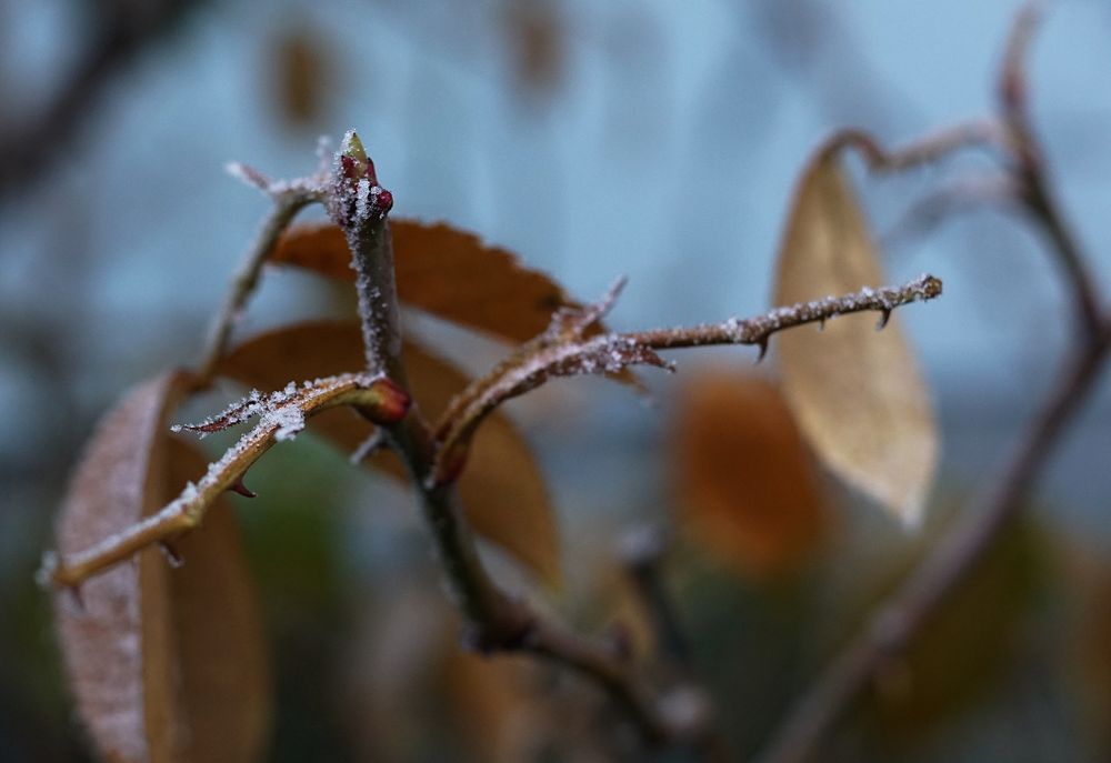 80 Jahre Ende der Leningrader Blockade