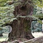 800 jährige Eiche bei Ivenack