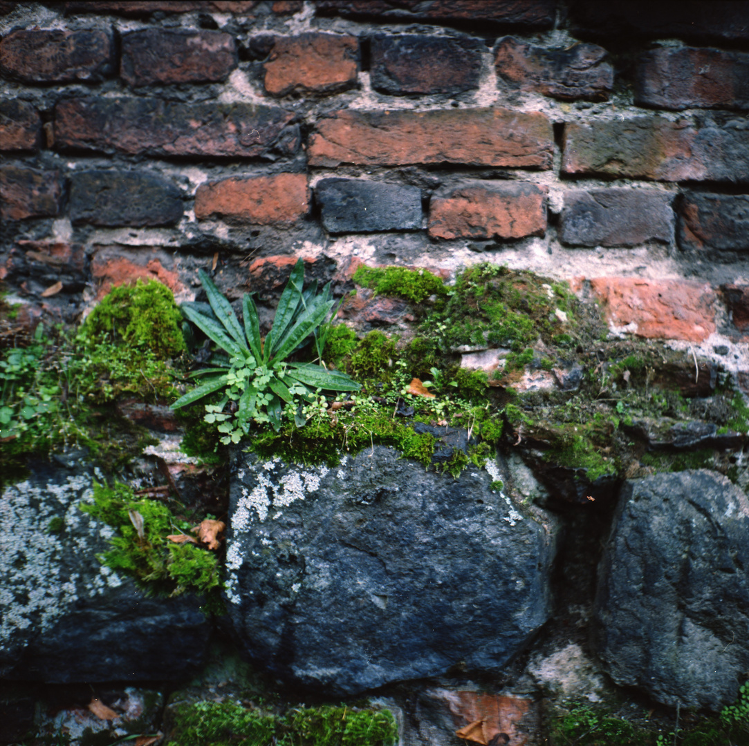 800 Jahre Dormagen Zons , Moss bewucherte Ihre Festung