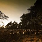 800 Schafe heute am späten Nachmittag auf dem Weg nach Hause...