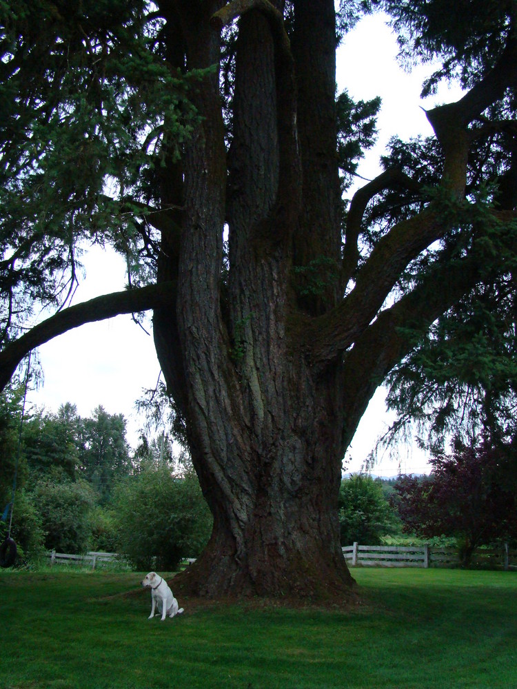 800 year old Douglas Fir