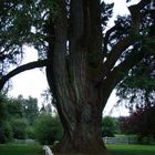 800 year old Douglas Fir