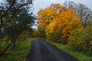 Herbststraße von Valerij Rein