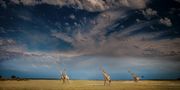 Etosha by Jacky Kobelt