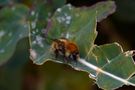 Les Insectes  de Hany HOSSAMELDIN