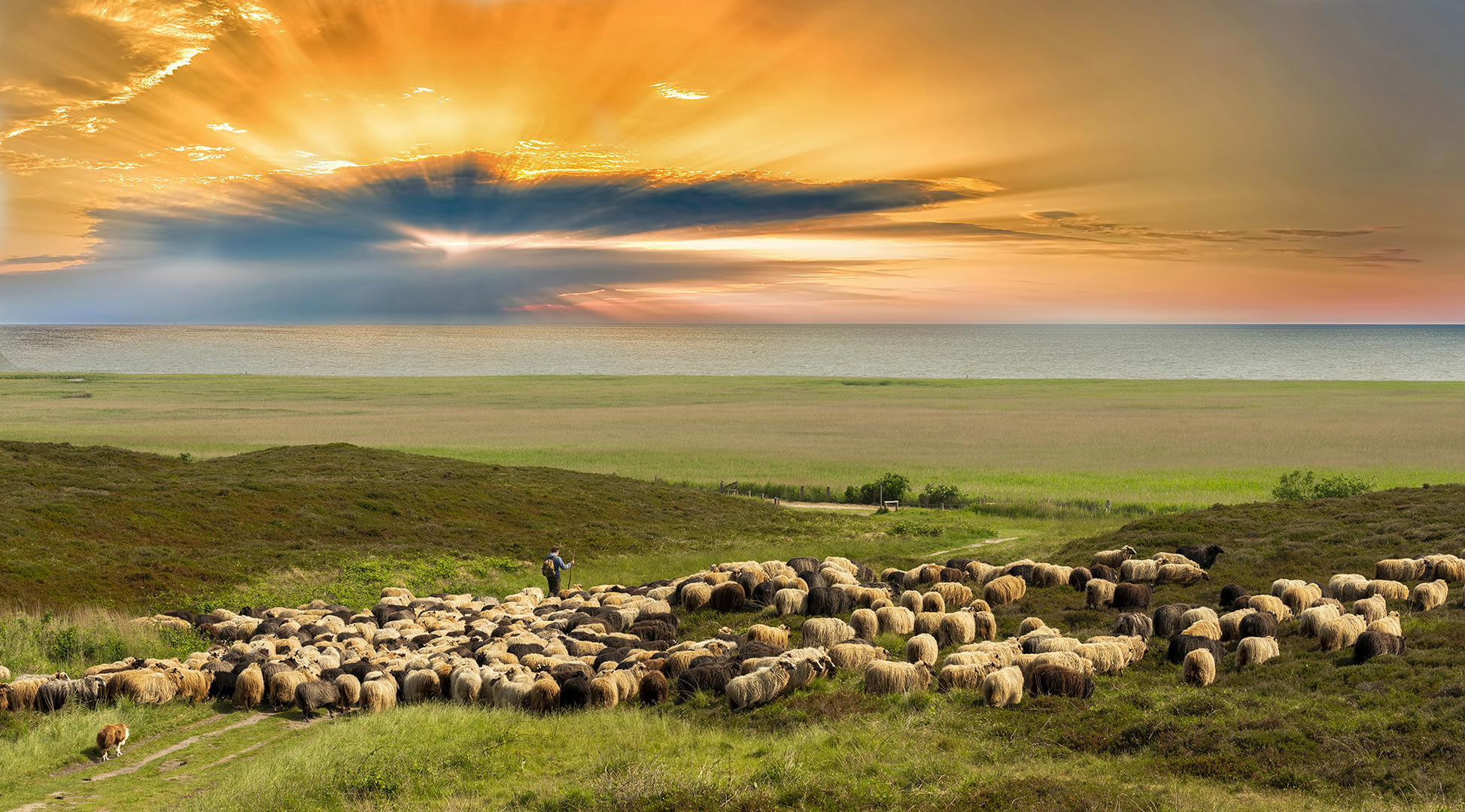 8063P Schäfer mit Schafherde Sonnenaufgang Sylt Panorama