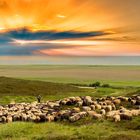 8063P Schäfer mit Schafherde Sonnenaufgang Sylt Panorama