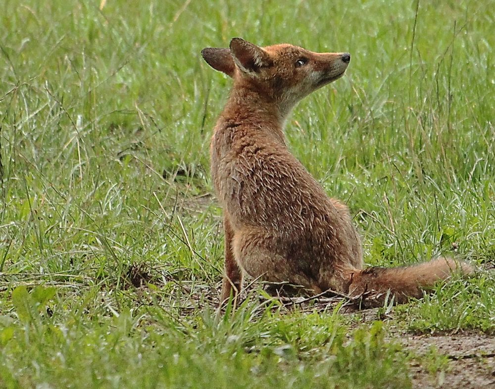 Fuchs von Jacoby Alain 