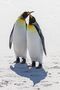 King penguins in love von Bobby Beinhardt