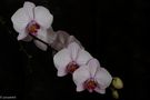 MON ORCHIDEE de Josiane64 