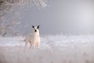 Schneehund von Irina Wonneberg 