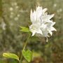 Glockenblume Alba by FMW51 