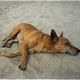 Dog at Beach