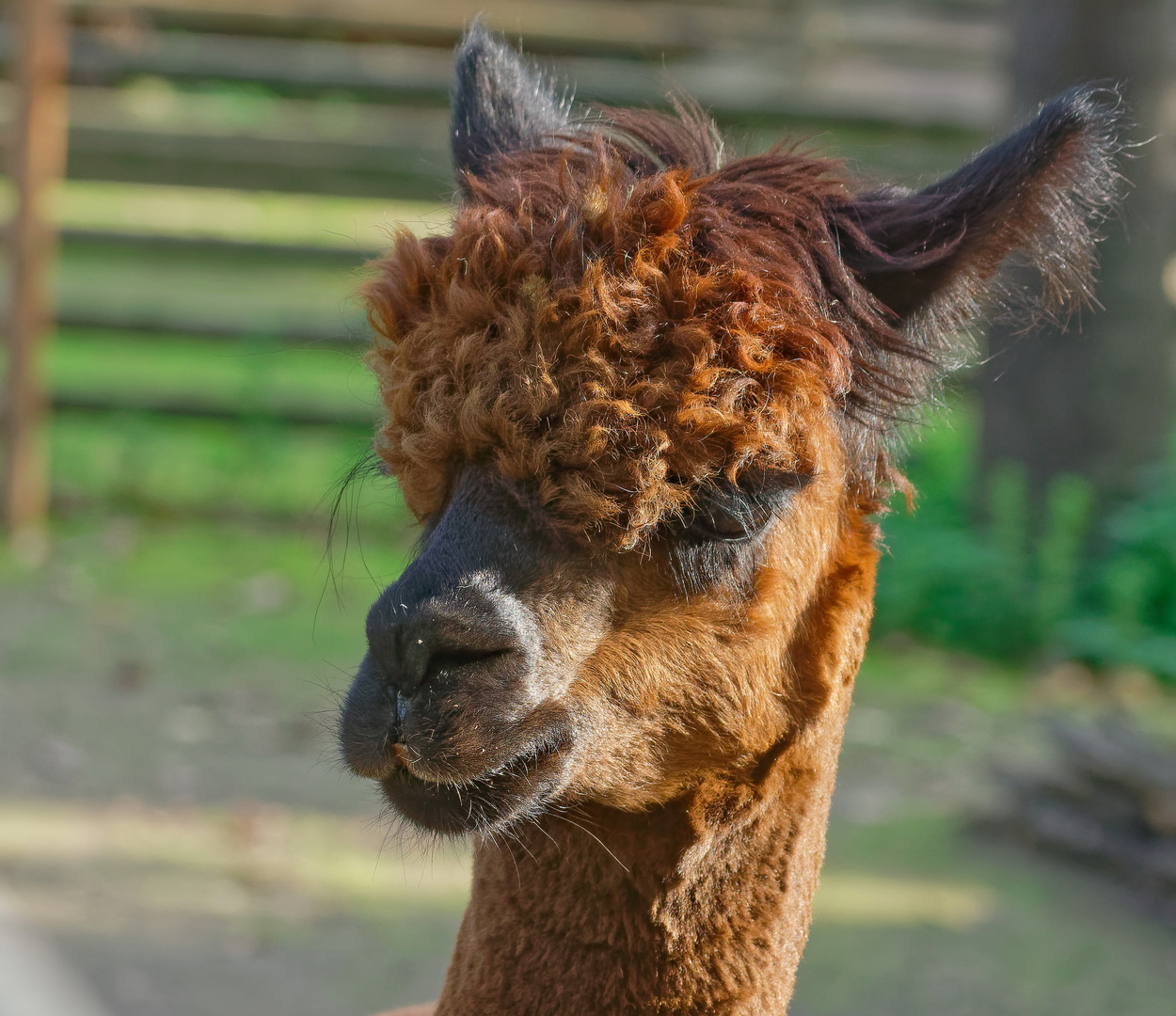 80er Jahre Frisur....   Alpaka  ZOO Krefeld