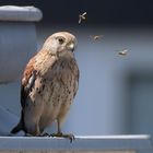 810_0534 Turmfalke(Falco tinnunculus) 