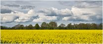 Wolken und Raps by Harry H. Zimmermann