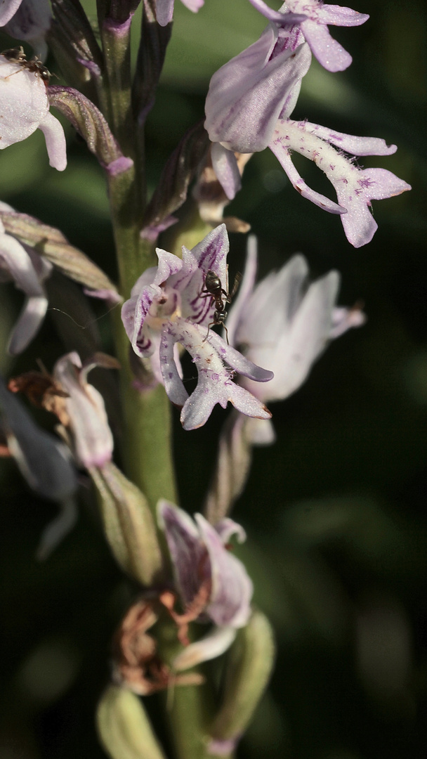 (8/11) Verschiedene Farbvarianten des Helm-Knabenkrauts (Orchis militaris)