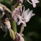 (8/11) Verschiedene Farbvarianten des Helm-Knabenkrauts (Orchis militaris)