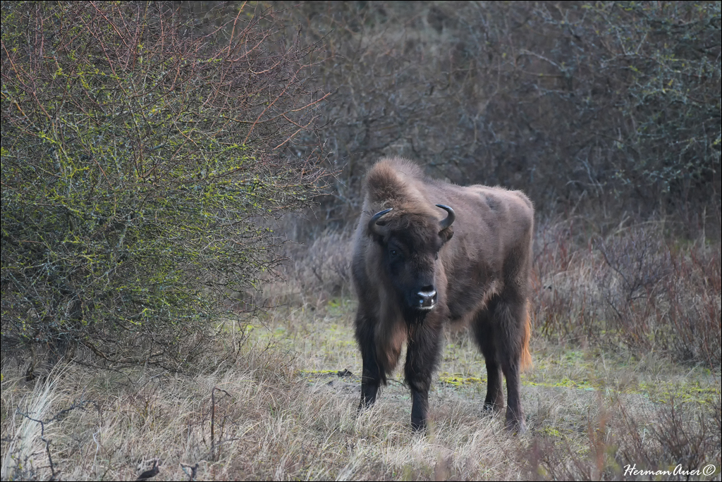 811_7724_EuropeanBison_Kennemerland