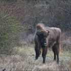 811_7724_EuropeanBison_Kennemerland