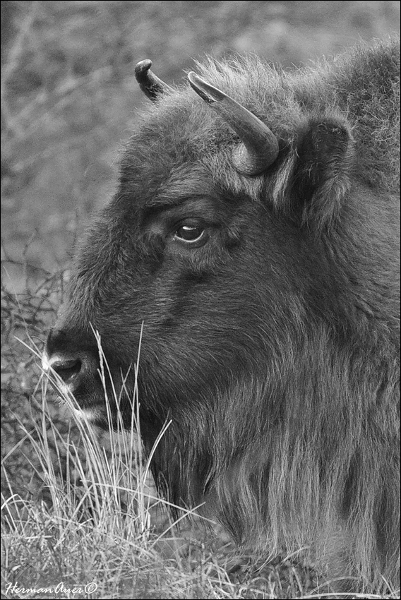 811_7736_EuropeanBison_Kennemerland_BW_FineArt