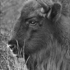 811_7736_EuropeanBison_Kennemerland_BW_FineArt