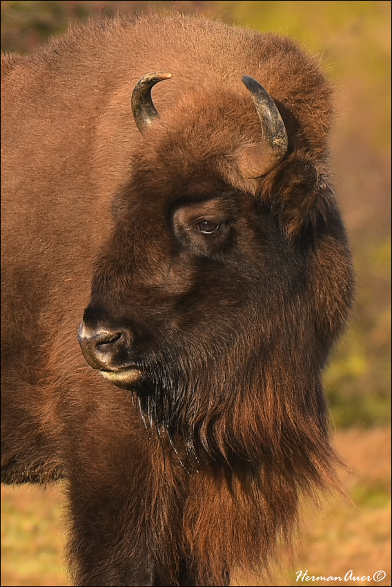 811_7816_EuropeanBisonPortrait_Kennemerland