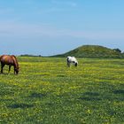 8124P Pferde Wiese Kampen Sylt Leutturm Panorama