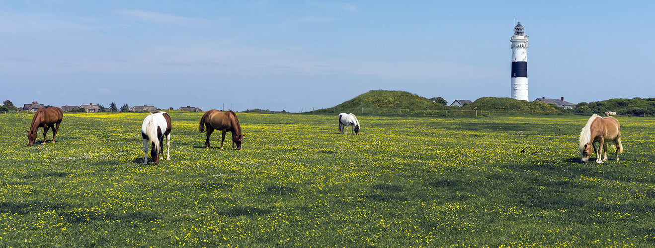 8124P Pferde Wiese Kampen Sylt Leutturm Panorama