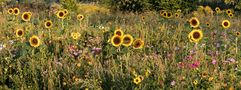 Sonnenblumen-Wiese von Holger Wiedemann