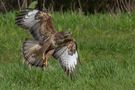 Common Buzzard by Edgar Tossijn