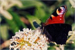 8170   ...ein Pfauenauge im Schmetterlingsflieder  ...