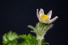 white pasqueflower von Kolbrich Robert