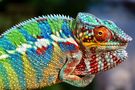 Borat (Furcifer Pardalis Ambanja)... by poorboytommy 