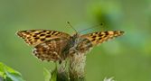 Kaisermantel (Argynnis paphia) 2 von Robert K 50