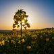 rapeseed asterisk