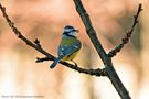 Avifauna e natura