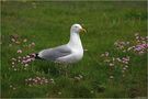 " Pose photo " de Jean COLLETTE 