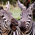 8228 Zebras  IMG_9215136 _