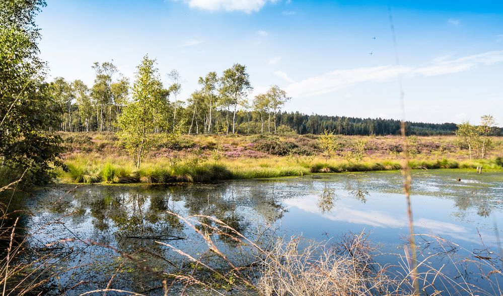 2016 08 19 Hochmoor Mecklenbruch von bernd_pics