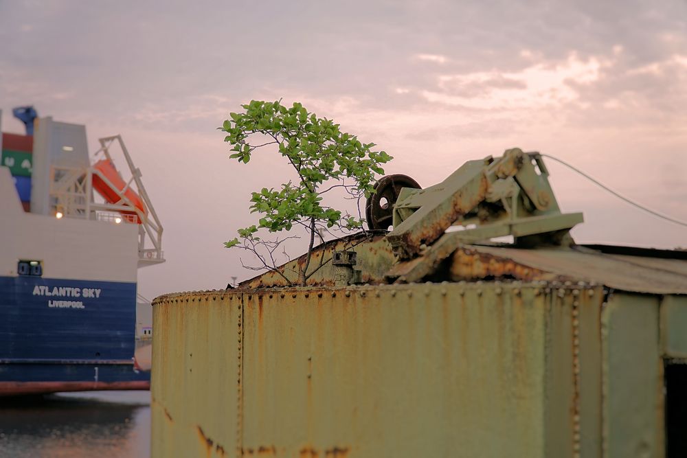 Wachstum  am Hafen von Der Norderstädter