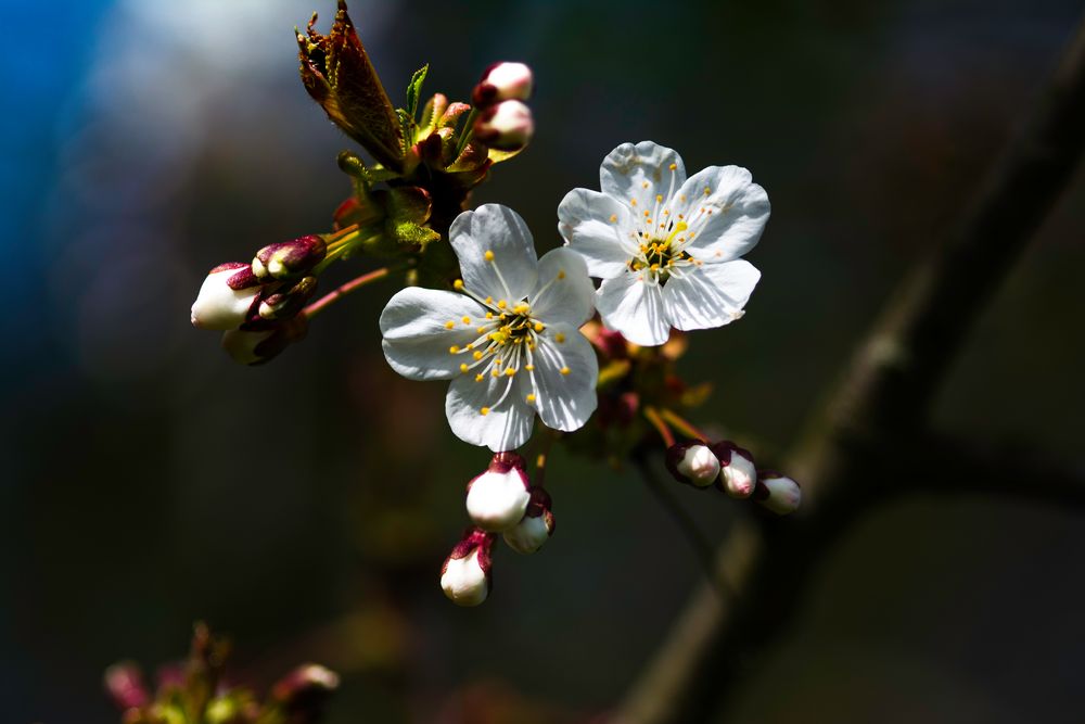Kirschblüte von Arnold131 