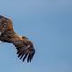 Seeadler im Flug