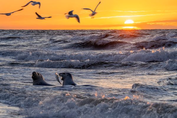 8290SC Sonnenuntergang mit Wellen Seehunde und Möven Strand