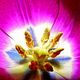 Tulpe im Licht